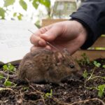 Acupuncture Resets Gut Signals to Fight Depression in New Mouse Study