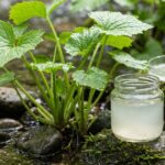 A Probiotic Isolated From Wasabi Plants Cut Lactose Intolerance Symptoms in Mice
