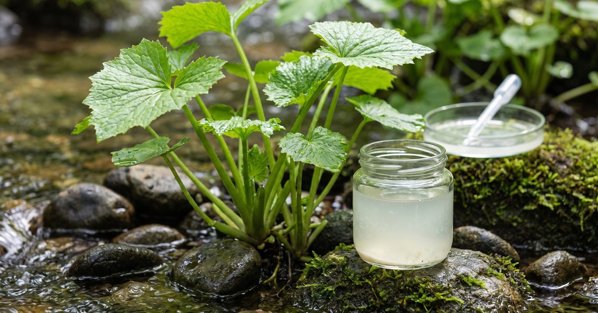 A Probiotic Isolated From Wasabi Plants Cut Lactose Intolerance Symptoms in Mice