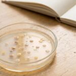 Poor Sleep Fuels Colorectal Cancer Growth Through a Gut Bacteria-Bile Acid Chain