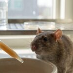 Gut Microbes From Alzheimer's Patients Shut Down Memory-Cell Growth in Rats