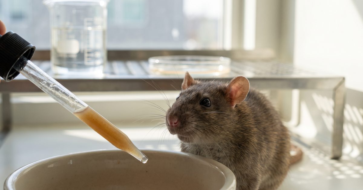 Gut Microbes From Alzheimer's Patients Shut Down Memory-Cell Growth in Rats