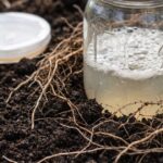This Gut Bacterium Is Linked to Slower Biological Aging, Hawaii Study Finds
