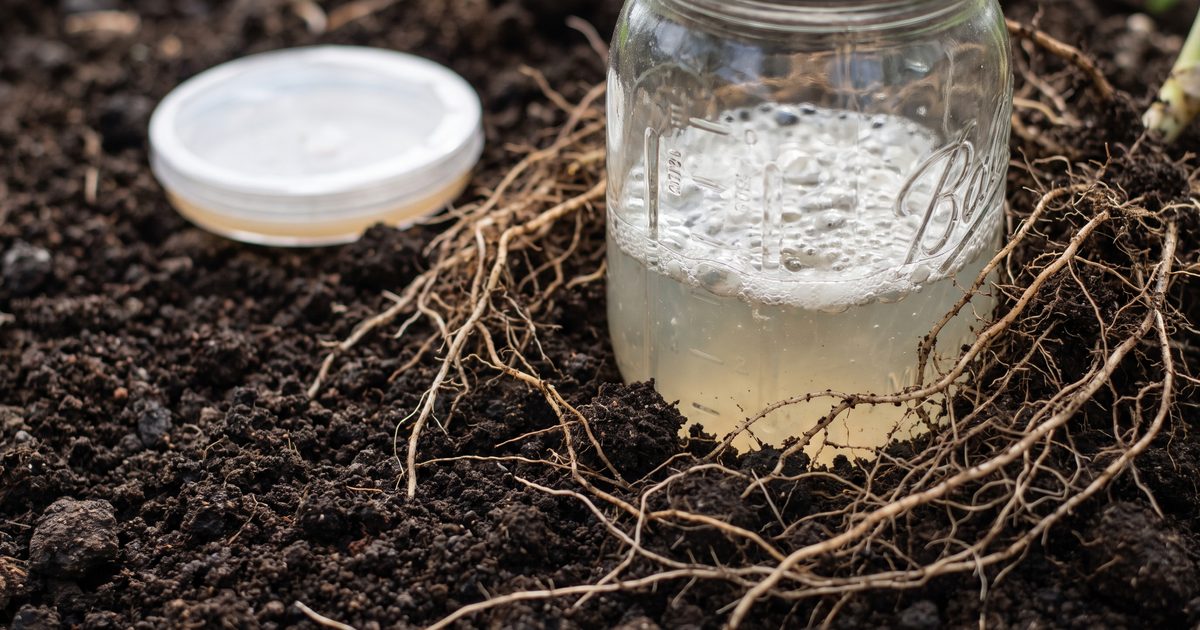 This Gut Bacterium Is Linked to Slower Biological Aging, Hawaii Study Finds