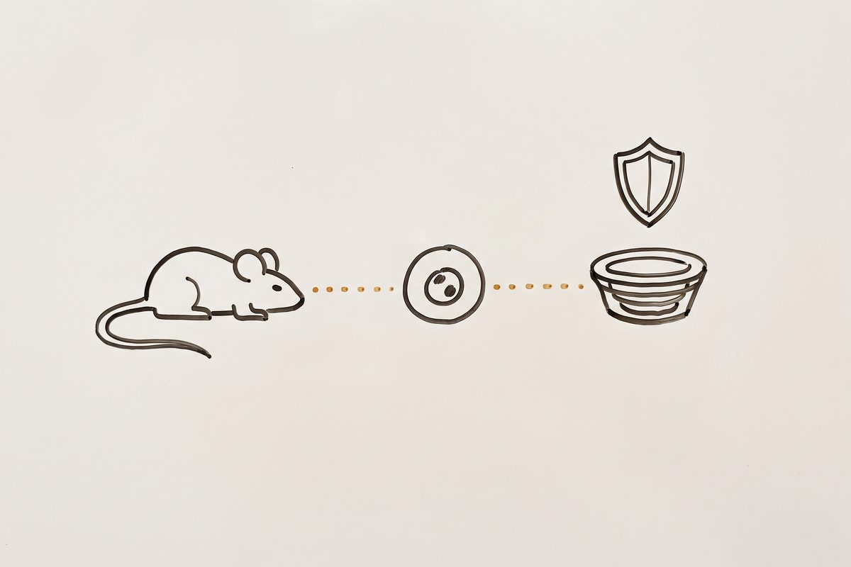 A mouse silhouette, a round cell icon, and a small layered cup shape in a row connected by a dotted line, with a shield icon above the cup shape.