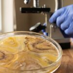 High-Fiber Diet Eases Heart Damage After Attacks, Mouse Study Finds