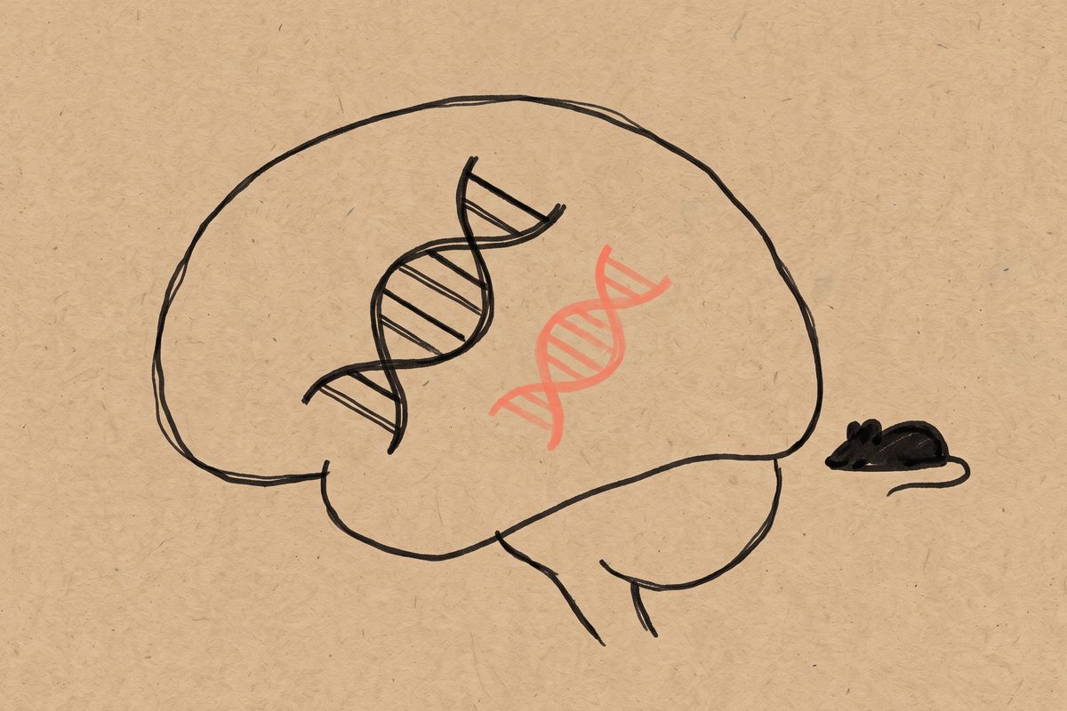 A rounded brain region outline containing two small gene helix squiggles, one full sized and one smaller and faded, with a mouse silhouette beside it.