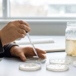 Baby Gut Bacteria Strain Matches Top Probiotic Against Colitis in Mice