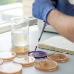 Blackcurrant Juice Made Gut Bacteria Multiply 49-Fold in Lab Study