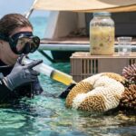 Scientists Used a Bacterial Cocktail to Help Corals Survive a Live Heatwave