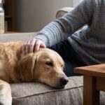 Poop Transplants Are Boosting Cancer Immunotherapy Success Rates