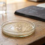 Gut Bacteria-Made 5-HTP Crosses Into the Brain and Eases Autism Signs in Mice