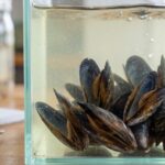 This Pollutant Combo Doesn't Just Stress Mussels, It Guts Their Microbiome