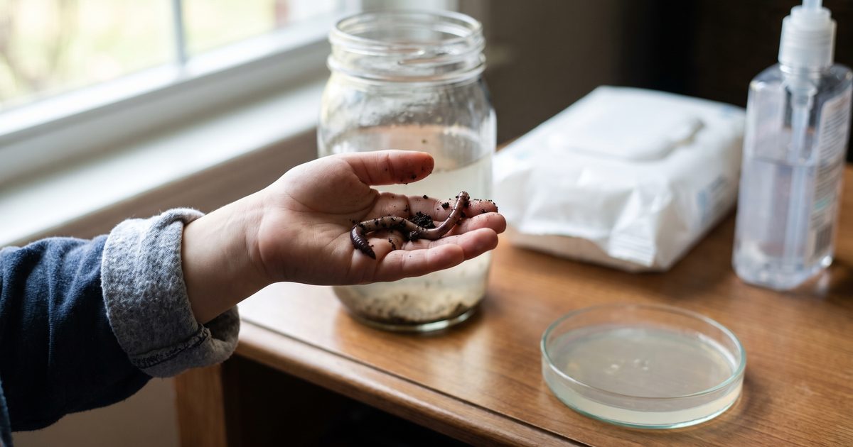 How a Parasitic Worm Recruits Gut Bacteria to Calm Colitis in Mice