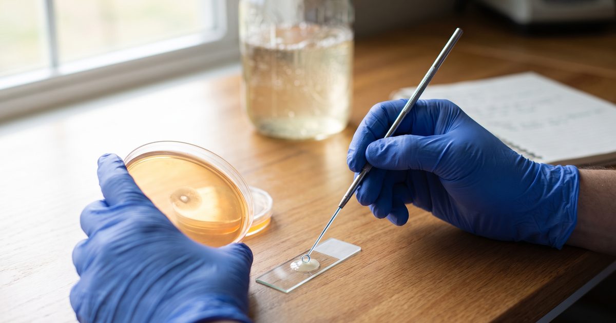 Gut Bacteria From Autistic Children Reshape a Key Brain Protein in Mice