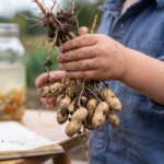 The Missing Gut Protein That May Set the Stage for Peanut Allergy