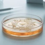 AI Could Transform Synbiotic Foods From Static Supplements Into Personalized Therapeutics