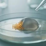 This Common Gut Microbe Slashed Weight Regain by 60% After Dieting