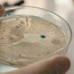 The bacteria living in breast tumors could change how we treat breast cancer