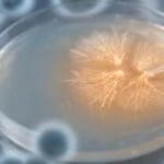 Candida Albicans Lives in Most Healthy Guts, and Scientists Are Finally Mapping It