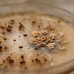 Coffee Does More to Your Gut and Brain Than Scientists Realized