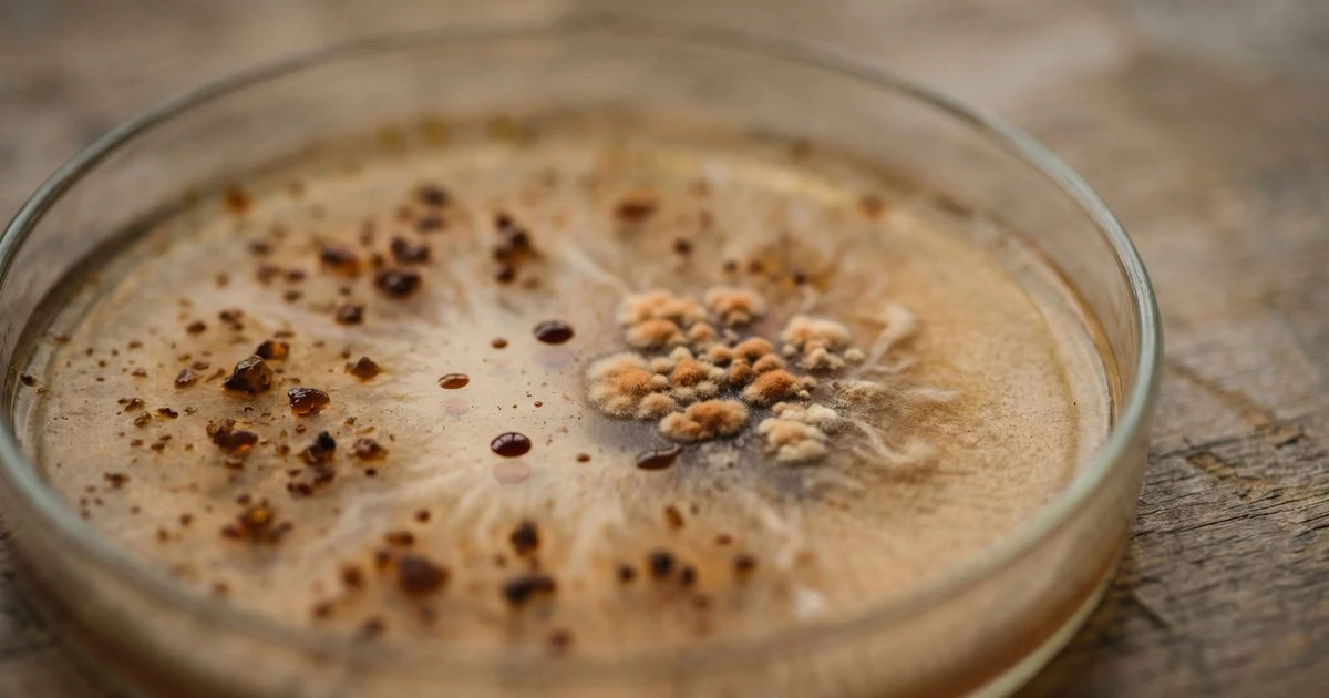 Coffee Does More to Your Gut and Brain Than Scientists Realized