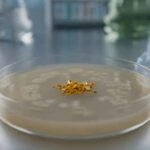 Turmeric Compound Blocks Kidney Scarring Through a Gut Bacteria Shortcut, Study Finds