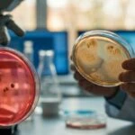 Bacteria in Your Colon Reactivate Sex Hormones to Control Gut Movement