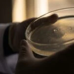 Stomach Bug H. pylori Smuggles a Cancer-Linked Protein Into Your Cells' Nuclei