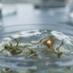 Hidden in Plain Sight: Host Microbiomes Are a Goldmine for New Antibiotics