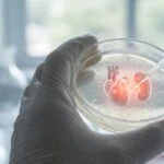 Gut Bacteria From Hypertensive Patients Damaged Hearts and Kidneys in Mice