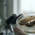 Scientists Found Promising Probiotics Inside Asian Elephant Poop