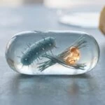 A Gut Microbe and a Common Dietary Fiber Team Up to Beat Constipation