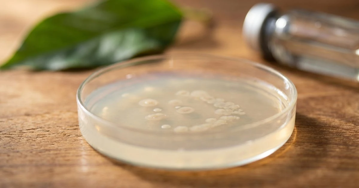 The Gut Bacteria Imbalance That Quietly Accelerates Liver Disease